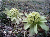 2009.03.16.jpg