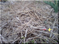 2009.05.29.2.JPG