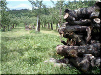 2009.05.30.4.JPG