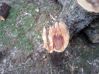 2009.05.30.13.JPG