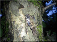 2009.07.30.1.JPG