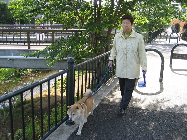 「散歩でキャッチ」,改良型
