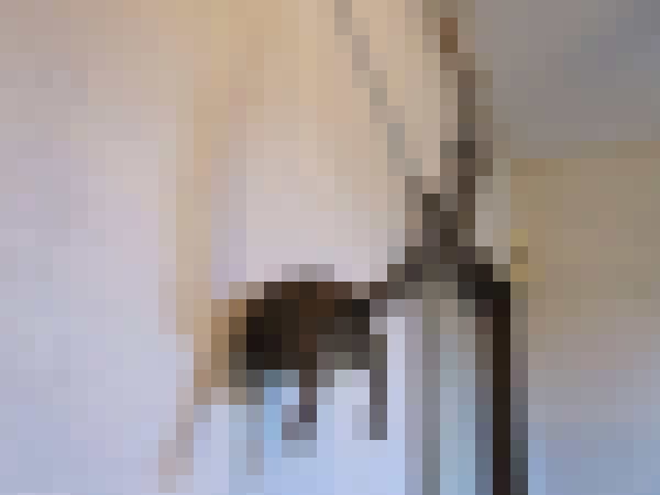 レア 希少 剥製