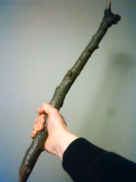 【木の枝】　世田谷区