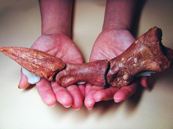 化石 恐竜のカギ爪