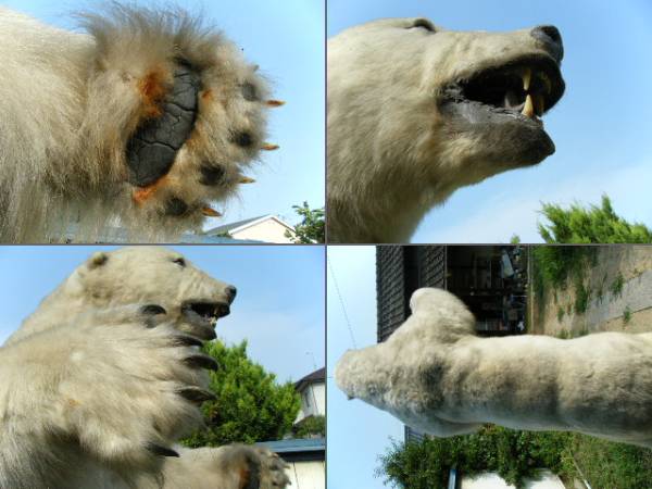 本物の白熊の剥製