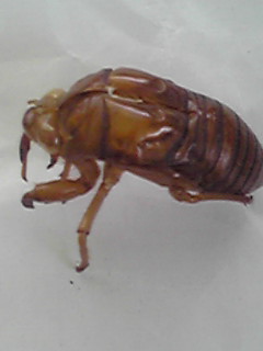 セミ　蝉の抜け殻