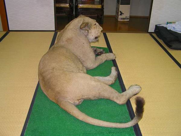 インドライオン剥製 爆笑 ヤフオクブログ
