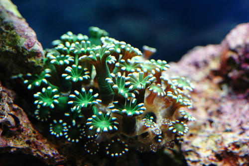 gree-awa8.jpg