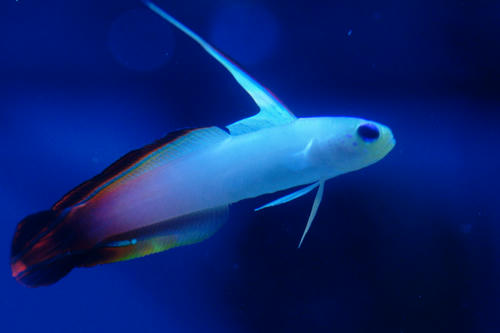 DSC03131-1-S.JPG