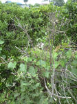 CA3A0585.JPG
