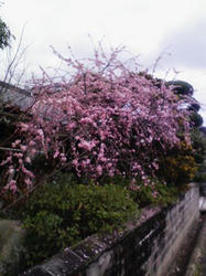 wagayanoume