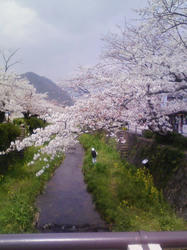 桜