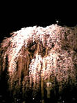 夜桜