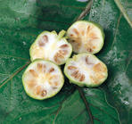noni.jpg