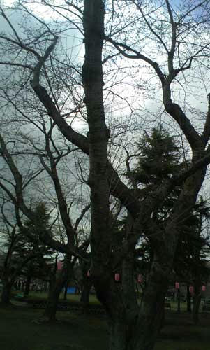 桜