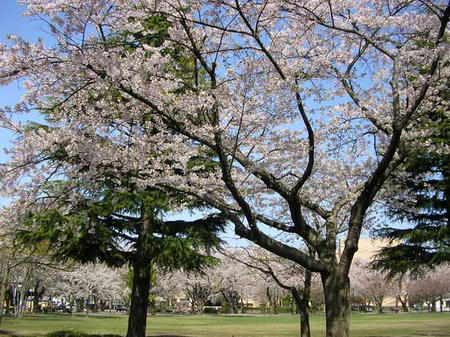 2011 sakura 70%