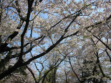 2011 sakura 70%