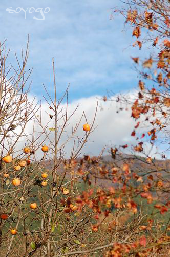 DSC_02941.png