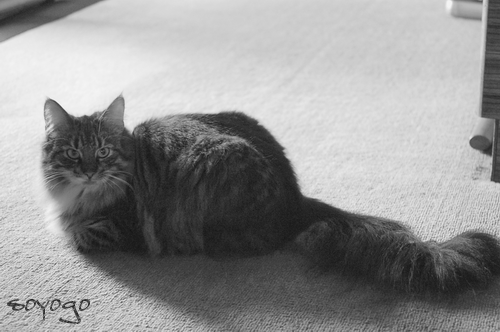 DSC_03201.PNG