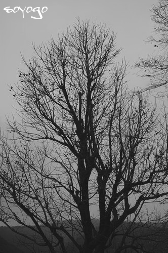 DSC_0336.png