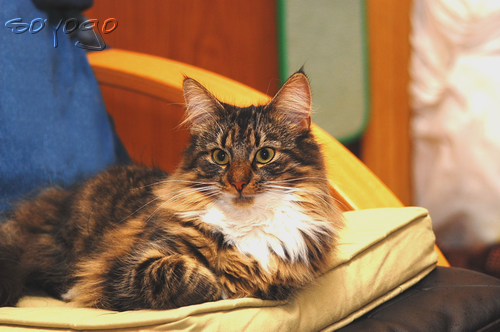 DSC_03091.PNG