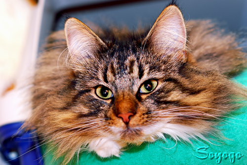 DSC_0056-1.PNG
