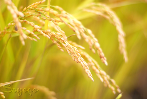 DSC_0115.png