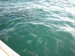 DSCN2235.jpg