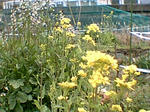 菜の花