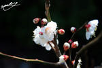 ume