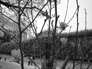 090405-mokuren.jpg