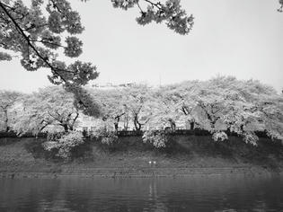 090405-sakura.jpg