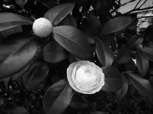 090405-tsubaki.jpg