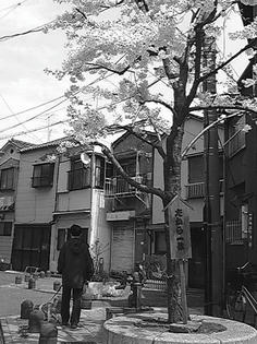 090408-takarasakura.jpg