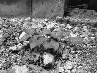 090412-yasou.jpg
