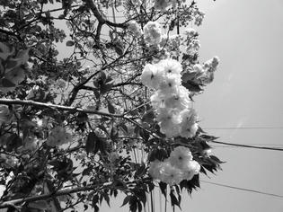 090412-yaezakura.jpg