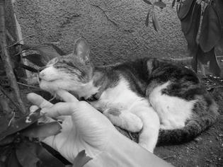 090413-musashi-2.jpg