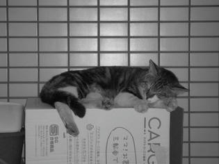 090416-musashi.jpg