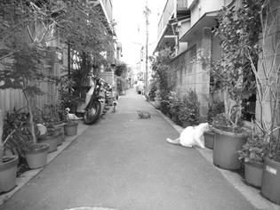 090423-tachibana-2.jpg