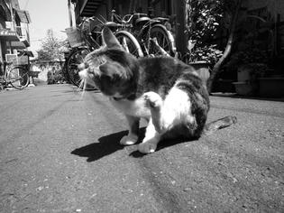 090426-musashi-1.jpg