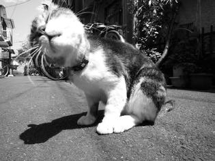 090426-musashi-2.jpg