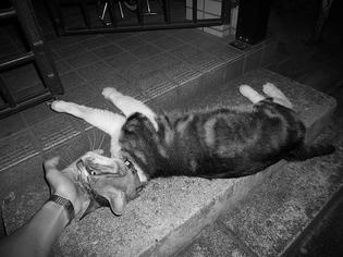 090520-musashi.jpg