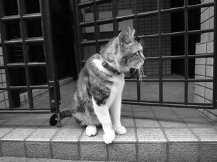 090521-musashi.jpg