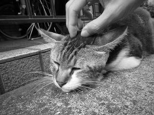 090609-musashi.jpg