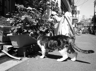 090612-musashi.jpg