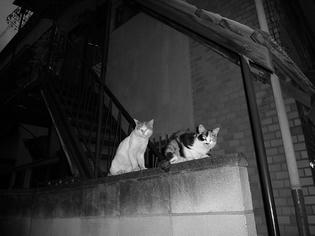 090616-nekocouple.jpg