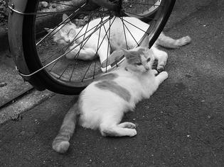090617-nekocouple.jpg
