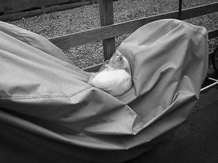 090623-neko.jpg