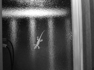 090624-lizard.jpg